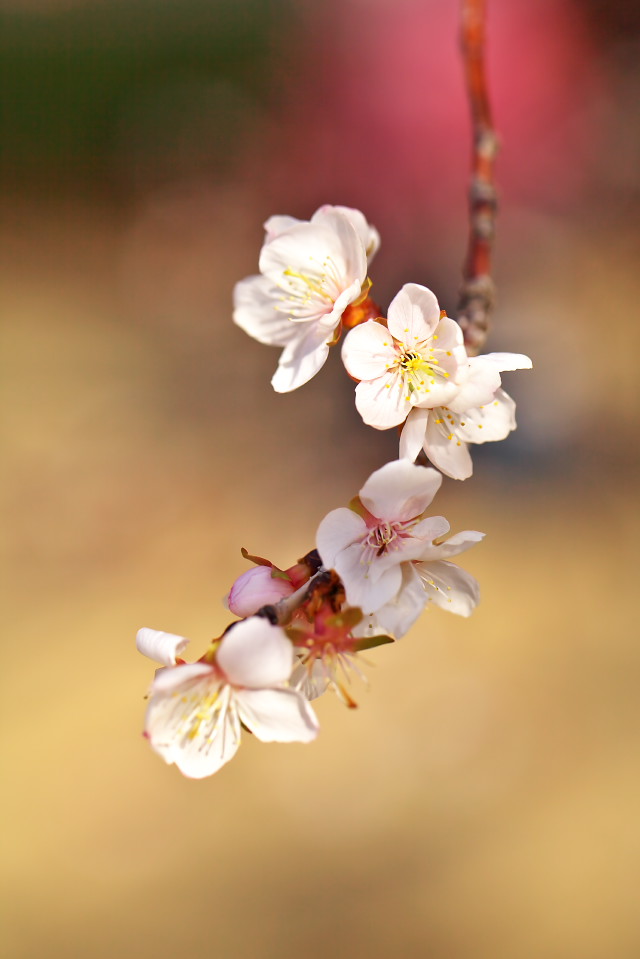 皇居東御苑の冬桜 : 四季彩