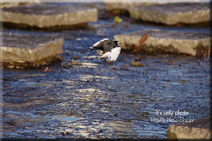 鳥・撮り・トリミング＊Ⅲ_e0008800_0134869.jpg