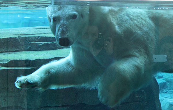 アメリカ ミズーリ州カンザスシティ動物園の展示場にバーリンが遂に初登場 期待に加熱する地元報道 Polarbearology Conjectaneum