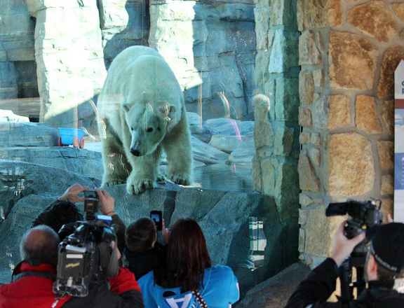 アメリカ ミズーリ州カンザスシティ動物園の展示場にバーリンが遂に初登場 期待に加熱する地元報道 Polarbearology Conjectaneum