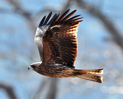 伊勢、五十鈴川（ISUZUGAWA）野鳥の四季彩、冬物語。_b0169522_5225573.jpg