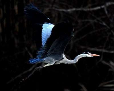 伊勢、五十鈴川（ISUZUGAWA）野鳥の四季彩、冬物語。_b0169522_551358.jpg