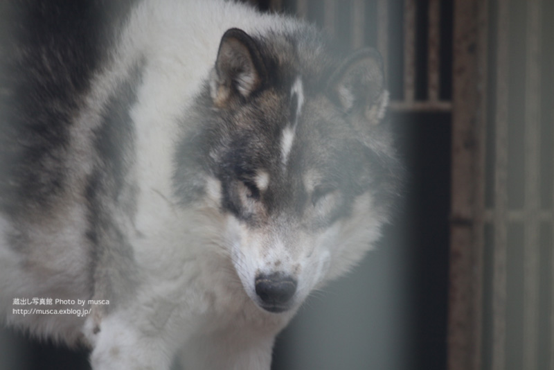 東北サファリのオオカミ達_b0024125_2223543.jpg