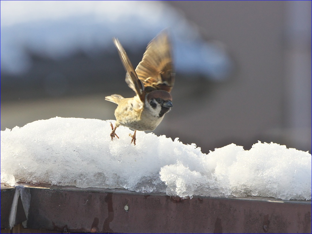 TWK屋上の「雪とトリたち」_d0137627_0411730.jpg