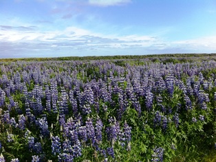 b0135835_13503114.jpg