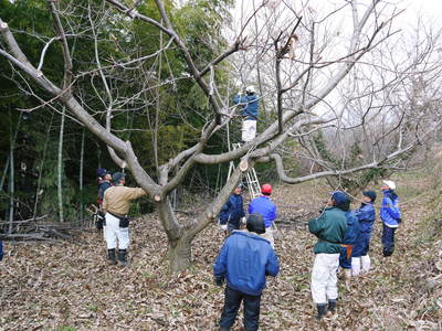 栗の木剪定の研修会に参加しました_a0254656_1601021.jpg