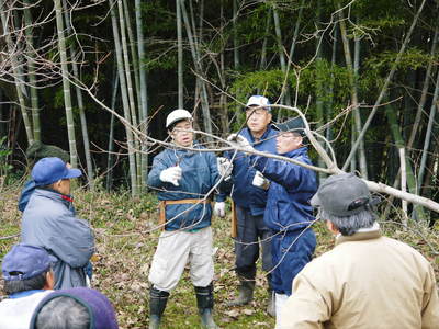 栗の木剪定の研修会に参加しました_a0254656_1655949.jpg