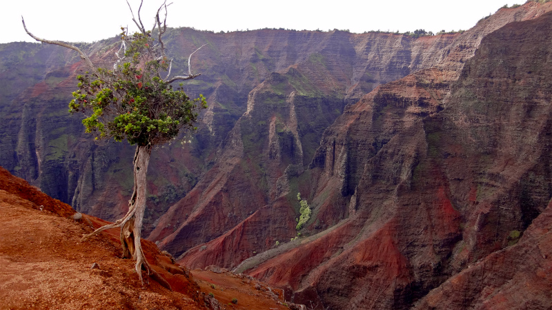 2013/01/14 Kauai island Trail Trip Day.8 Pu\'u Hinahina Trail-Canyon Trail-Kumuwela Trail _b0220886_13352625.jpg