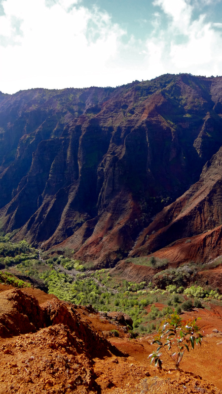 2013/01/14 Kauai island Trail Trip Day.8 Pu\'u Hinahina Trail-Canyon Trail-Kumuwela Trail　_b0220886_13555966.jpg