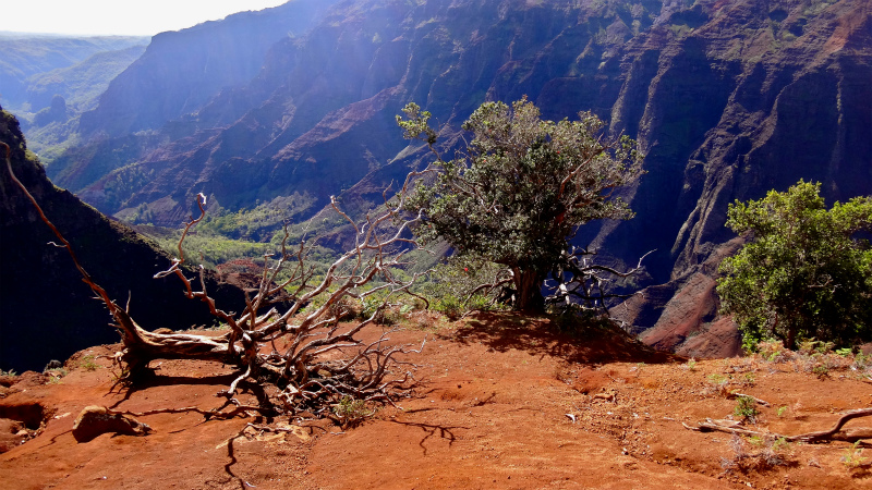 2013/01/14 Kauai island Trail Trip Day.8 Pu\'u Hinahina Trail-Canyon Trail-Kumuwela Trail _b0220886_13563553.jpg