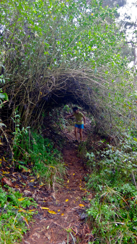 2013/01/14 Kauai island Trail Trip Day.8 Pu\'u Hinahina Trail-Canyon Trail-Kumuwela Trail　_b0220886_14122030.jpg