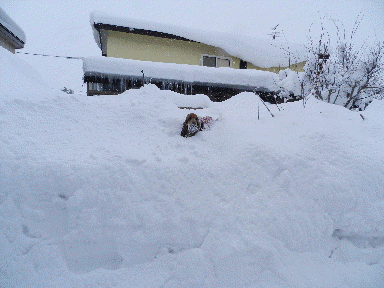 f0205887_1015223.gif