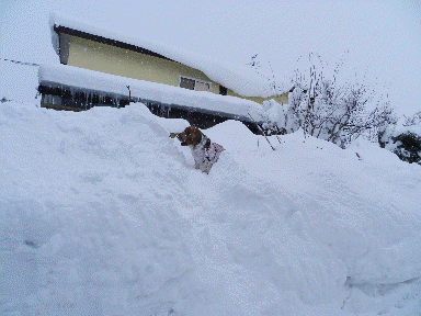 f0205887_10155427.gif