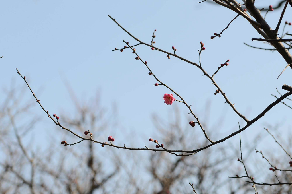 舞鶴公園便り　-1-_c0235188_19483826.jpg