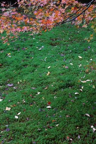 e0176993_81355.jpg
