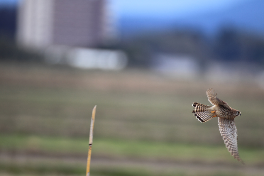 飛び出し紹介が続きました。_d0023807_21262251.jpg