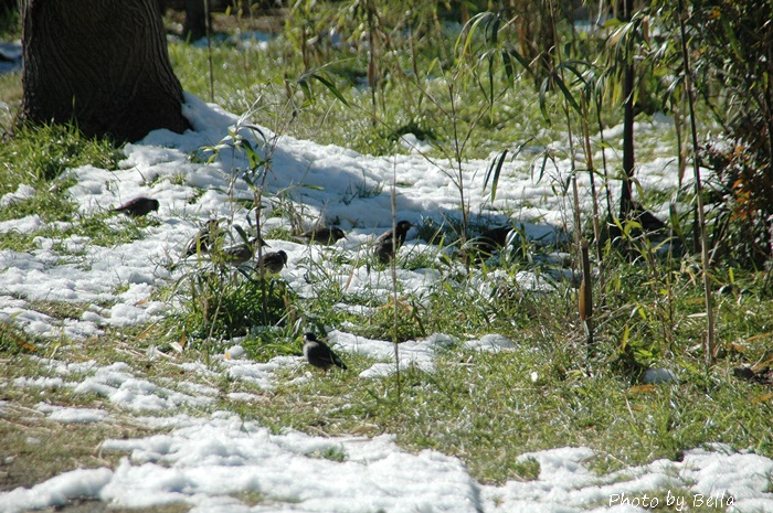 残雪の朝、散歩で出会った美しいいきもの_f0012718_0141456.jpg