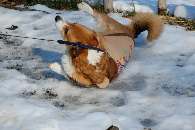 雪がまだ残っていました。_c0165640_22524513.jpg