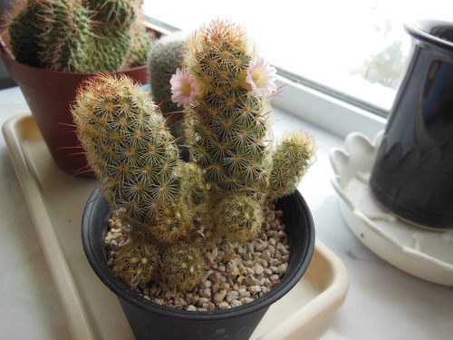 サボテンの花咲いた たのしい園芸 サボテンの花咲いた たのしい園芸