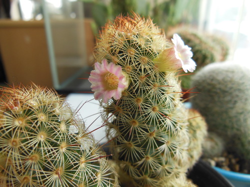 サボテンの花咲いた たのしい園芸 サボテンの花咲いた たのしい園芸
