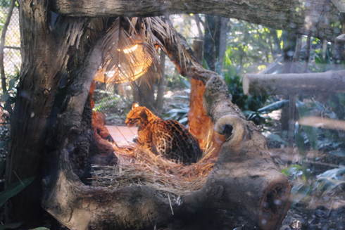 1歳2ヶ月　よこはま動物園ズーラシアへ。_e0254044_22323772.jpg