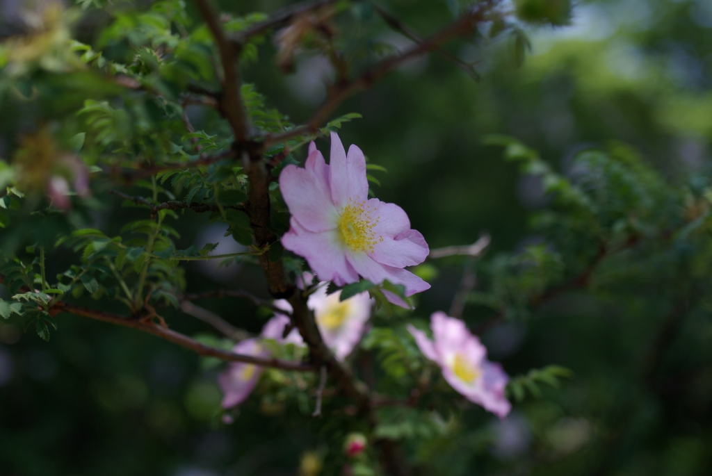 思い出のレンズ＝１０＝　Pancolar50mmF1.8 　　　　（その１）_e0259451_22454757.jpg