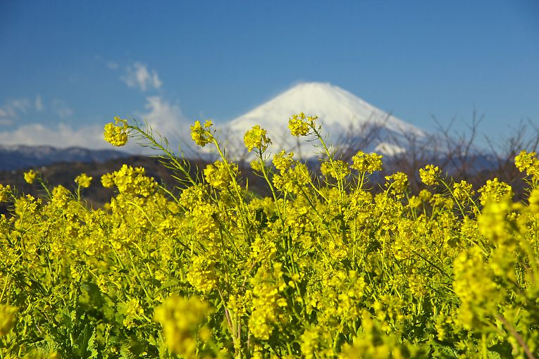 二宮　吾妻山（1月18日）_c0057265_3133981.jpg