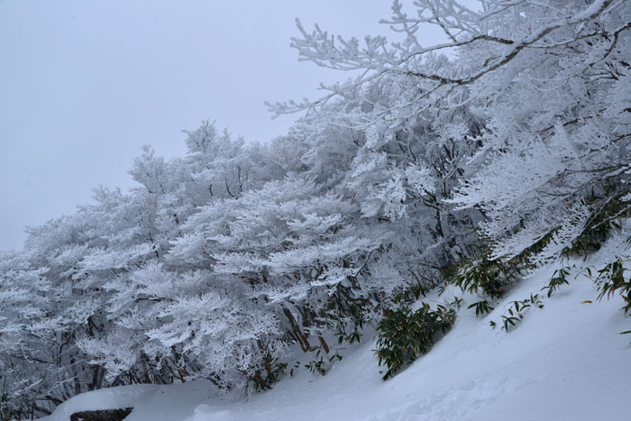 御在所岳の樹氷_a0250584_21332195.jpg