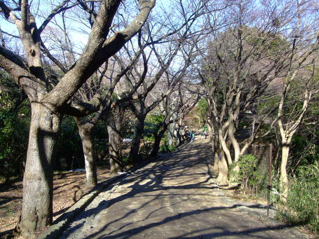 鎌倉アルプスから見た富士山と湘南の海_f0100593_19145321.jpg