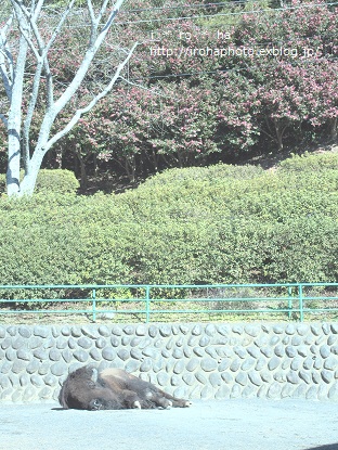 a0152596_23372337.jpg