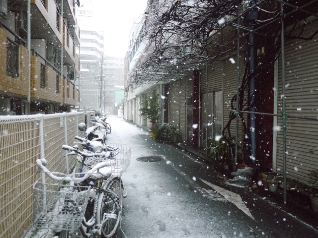 【写真】雪・横浜_e0149596_1947082.jpg