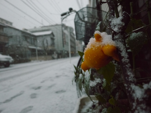 【写真】雪・横浜_e0149596_19543037.jpg