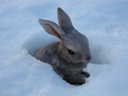 雪のせい_c0117898_17475110.jpg