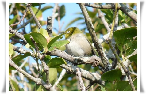 天草、愛宕山登山とハマジンチョウ_b0025101_07530.jpg