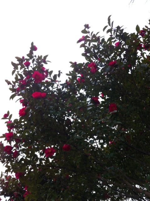 c0180209_18463990.jpg
