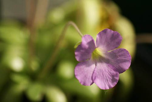 食虫植物と、ルリビタキなど_e0255509_2075862.jpg