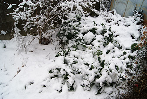 c0184125_17502110.jpg