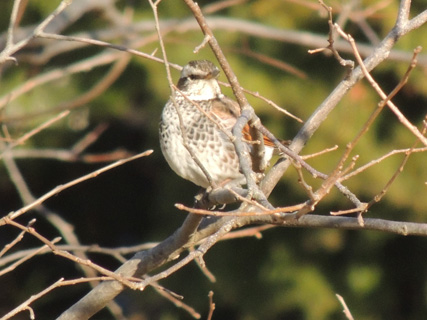 枝で様子を窺うツグミ Dusky thrush_f0206939_21173182.jpg