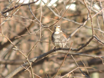 枝で様子を窺うツグミ Dusky thrush_f0206939_211744.jpg