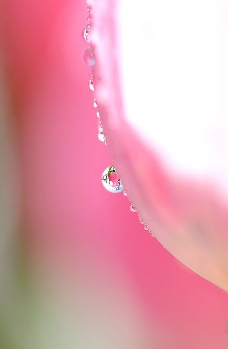 Happy　Drop_b0049843_1658268.jpg
