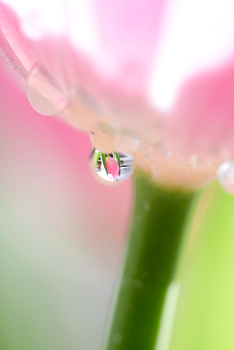 Happy　Drop_b0049843_16583069.jpg