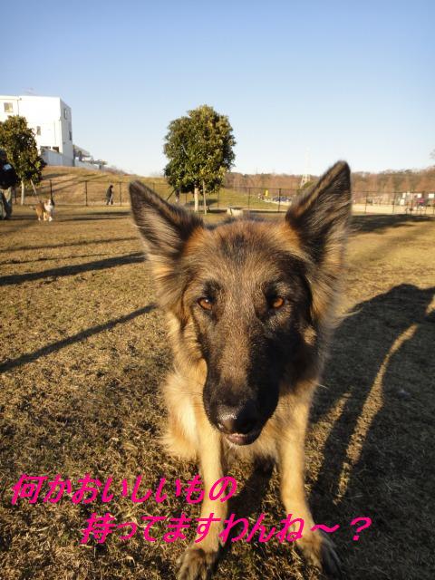 引地川親水公園でシェパードさんと♪_e0195743_435272.jpg