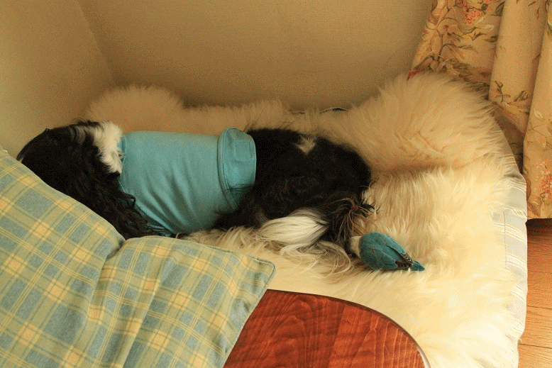 c0145250_1164798.gif