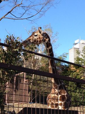 上野動物園_d0203458_743819.jpg