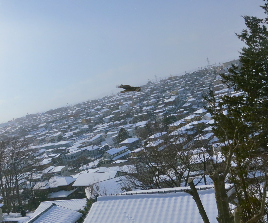 トビの背中 _c0260460_13324079.jpg