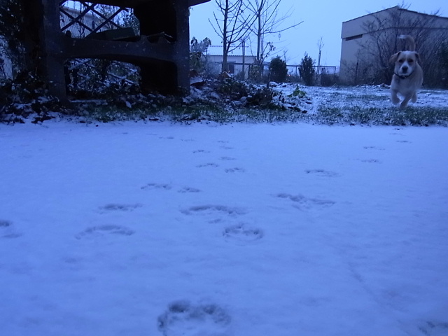 雪が降れば犬は喜び庭駆け回る_b0051172_3135492.jpg