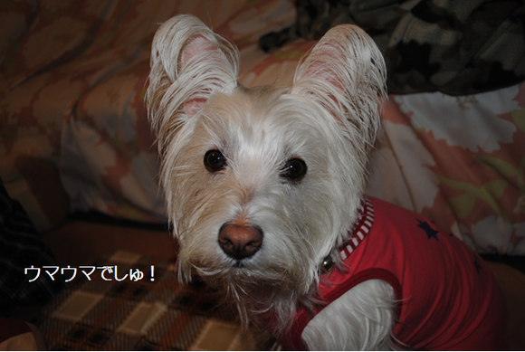 b0242873_7544156.png