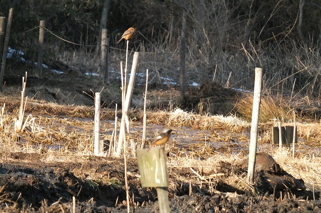 ■　陽ざしの中の鳥　　　13.1.20　　　（モズ、ジョウビタキ、ムクドリ）_e0070891_1849542.jpg