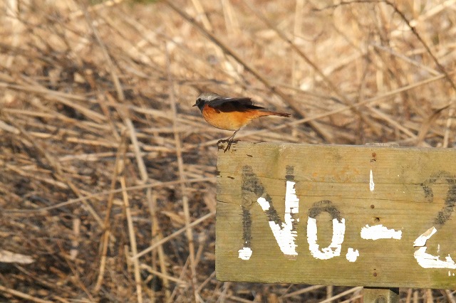 ■　陽ざしの中の鳥　　　13.1.20　　　（モズ、ジョウビタキ、ムクドリ）_e0070891_18501038.jpg