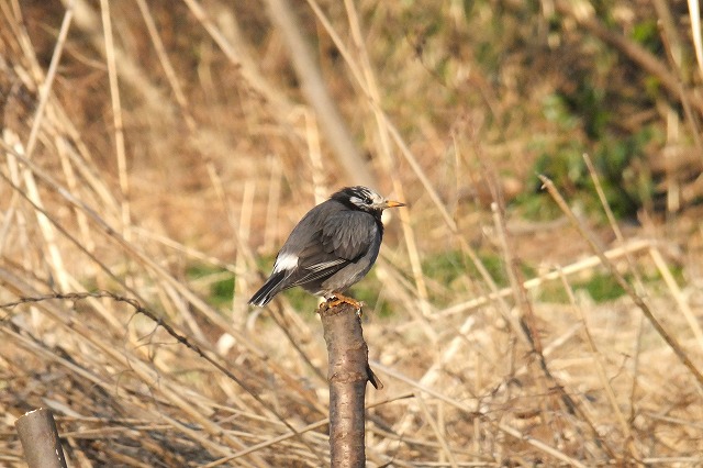 ■　陽ざしの中の鳥　　　13.1.20　　　（モズ、ジョウビタキ、ムクドリ）_e0070891_18511483.jpg